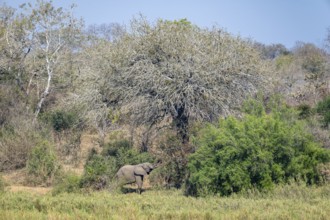 African elephant (Loxodonta africana), eating leaves on a tree, in a green landscape with trees,