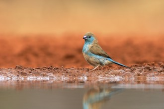 Blue waxbill (Uraeginthus angolensis), Angola butterfly finch, adult, at the water, Kruger National