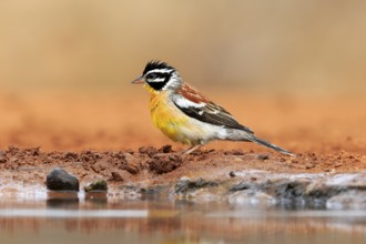 Golden-breasted Bunting (Emberiza flaviventris), adult, at the water's edge, Kruger National Park,