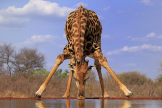 Southern giraffe (Giraffa camelopardalis giraffa), adult, drinking, at the water, Kruger National