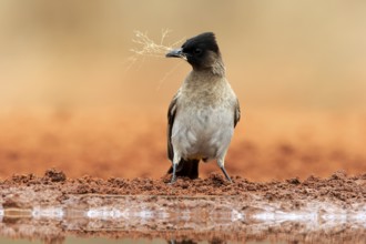 Grey bulbul (Pycnonotus barbatus), adult, at the water, with nesting material, Kruger National