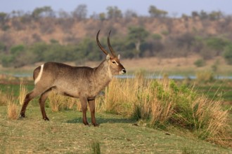 Ellipsen waterbuck (Kobus ellipsiprymnus), adult, male, foraging, vigilant, Kruger National Park,