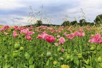 Opium poppy (Papaver somniferum), cultivation of edible poppy, poppy field, pink flowers and seed