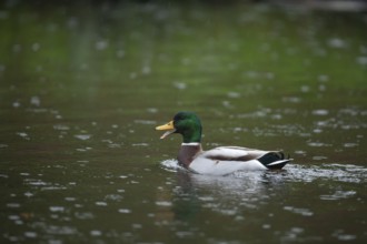 Mallard duck (Anas platyrhynchos) adult male bird quacking on a lake in a rain shower, England,