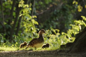 Mandarin duck with chicks, June, Germany, Europe