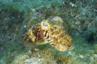 Common cuttlefish (Sepia officinalis) moves across a seabed overgrown with plants. Dive site Cueva