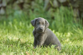 Black Labrador Retriever pup on a meadow, Germany, Europe