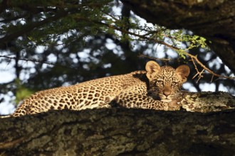 Leopard (Panthera pardus), male cub lying on a tree, Serengeti National Park, Tanzania, Africa