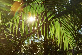 Landscape of a piccabeen palm trees (Archontophoenix cunninghamiana) leaf in a rainforest on an