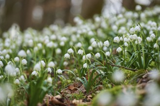 Spring snowflake (Leucojum vernum) flowering in a forest in spring, Upper Palatinate, Bavaria,