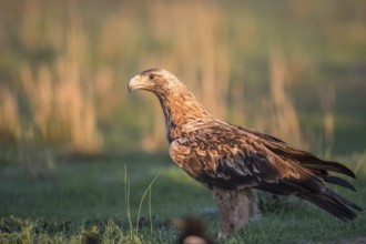 Iberian Eagle, Spanish Imperial Eagle (Aquila adalberti), Extremadura, Castilla La Mancha, Spain,