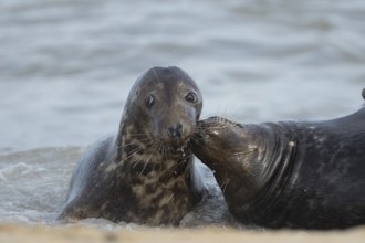 Grey seal (Halichoerus grypus) two adult animals courting and playing together in the surf of the