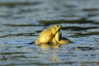 Bull frogs Lithobates catesbeianus. Male bull frogs fighting during the breeding season. La