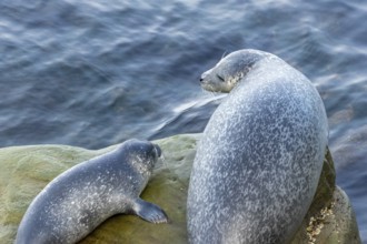 Harbor seal, phoca vitulina vitulina. Female seal and baby resting on a rock by the sea and