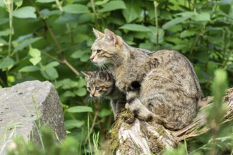 A cat sits on a tree trunk while a small kitten stands next to it, wild cat (Felis silvestris),