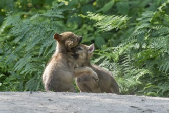 Two wolf pups hugging each other lovingly on a rock in a green forest, European grey gray wolf