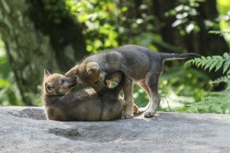 Two pups playing together in the shade of the forest, European grey gray wolf (Canis lupus),