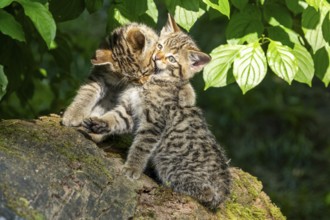 Two kittens playing on a tree stump under green leaves, wildcat (Felis silvestris), kittens,