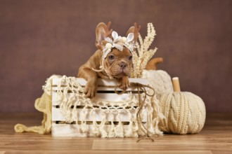 Cute French Bulldog puppy with reindeer antlers in box in front of brown background with boho style