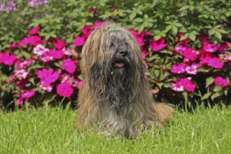 Lhasa Apso in front of flower bed, sitting