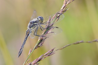 Black Darter (Sympetrum danae), male sitting on a blade of grass, wildlife, dragonflies, insects,