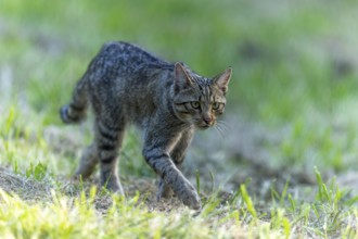 A wildcat creeps concentrated through a green meadow, Wildcat (Felis silvestris), Germany, Europe