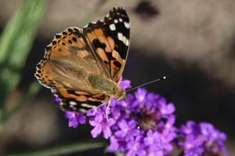 Painted lady (Vanessa cardui), summer, Germany, Europe