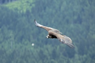 Bearded vulture (Gypaetus barbatus), flying, Hohenwerfen Castle, Salzburger Land, Austria, Europe