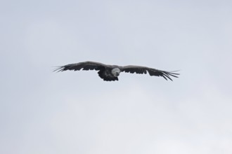 Griffon vulture (Gyps fulvus), flying, Hohenwerfen Castle, Salzburger Land, Austria, Europe