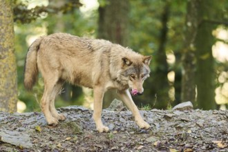 Eastern wolf (Canis lupus lycaon) standing on a little hill, Bavaria, Germany, Europe