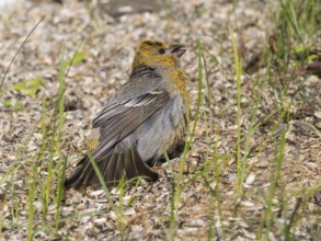 Pine Grosbeak (Pinicola enucleator), adult female, perched on the ground amongst sunflower seed