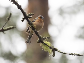 Common Chaffinch (Fringilla coelebs), perched on a lichen covered branch, May, North Sweden