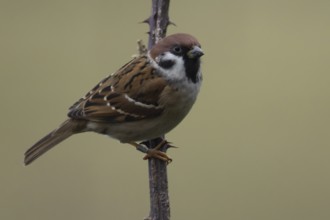 Tree sparrow (Passer montanus) adult bird on a Bramble stem, Norfolk, England, United Kingdom,