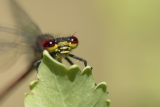 Large red damselfly (Pyrrhosoma nymphula) adult insect resting on a plant leaf, Suffolk, England,