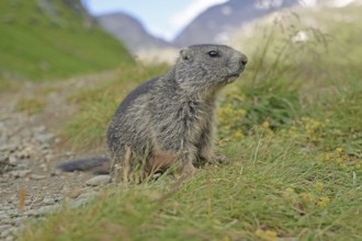 Marmot (Marmota), Grossglockner High Alpine Road, Salzburger Land, Austria, Europe