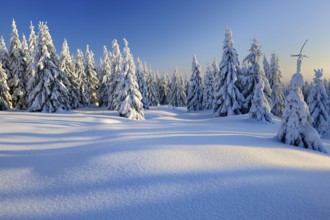 Snow-covered winter landscape, snow-covered spruces in the evening light, Harz National Park,