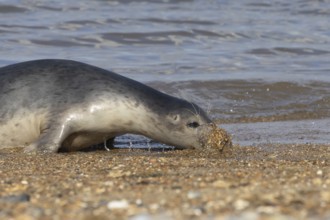 Common seal (Phoca vitulina) adult animal burying its head into the shingle on a beach, Norfolk,