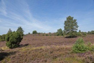 Heather blossom, trees, Wilseder Berg near Wilsede, Bispingen, Lüneburg Heath, Lower Saxony,