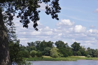 Elbe floodplain landscape near Magdeburg, Saxony-Anhalt, summer, Germany, Europe