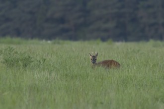 Roe deer (Capreolus capreolus) adult male buck animal in a farmland grass field in the summer,