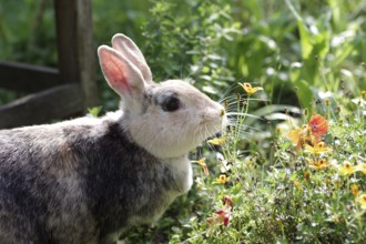 Rabbit (Oryctolagus cuniculus domestica), Portrait, Flowers, A rabbit sniffs curiously at a flower