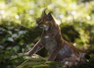 Eurasian lynx (Lynx lynx), captive, Neuschönau enclosure, Bavarian Forest National Park, Bavaria,