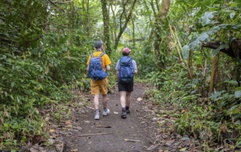 Tourists explore rainforest, dense vegetation, Tortuguero National Park, Costa Rica, Central