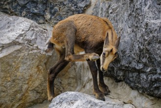 Chamois also known as Gams or Gamswild (Rupicapra rupicapra), goat-like, captive, occurring in