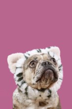 Merle French Bulldog dog with cat costume headband on pink background