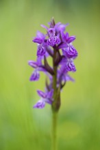 Western marsh orchid (Dactylorhiza majalis), inflorescence, close-up, Allgäu Alps, Allgäu, Bavaria,