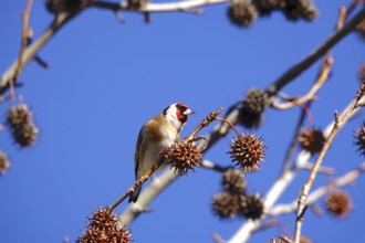 European goldfinch (Carduelis carduelis) in an amber tree, winter, Saxony, Germany, Europe