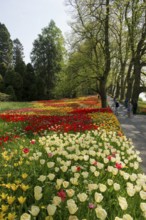 Park and flower meadow with colourful tulips, Mainau Island, Lake Constance, Baden-Württemberg,