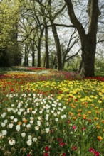 Park and flower meadow with colourful tulips, Mainau Island, Lake Constance, Baden-Württemberg,