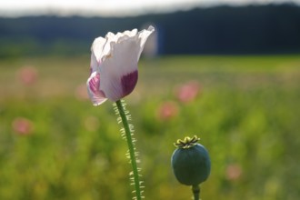 Poppy, (Papaver somniferum), poppy field, Waldviertel grey poppy, poppy village Armschlag,